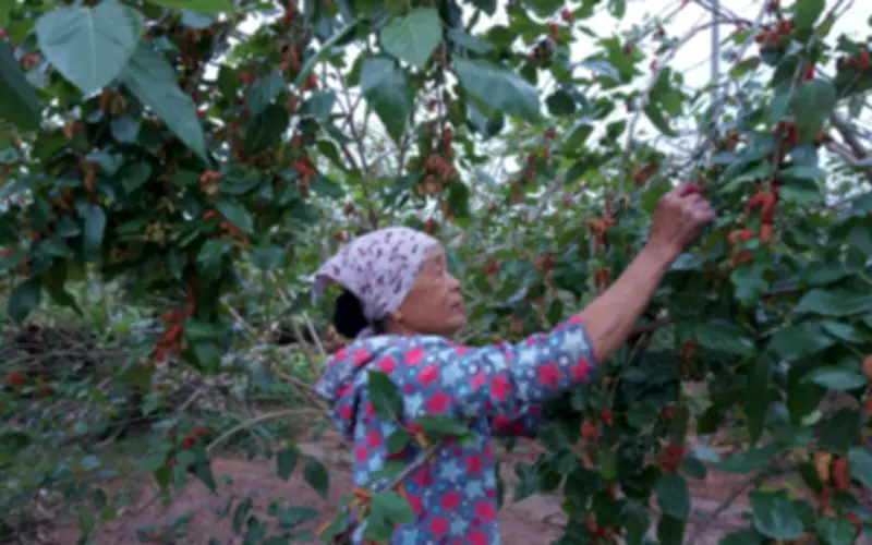 Đầu tầm vùng ngoại thành Hà Nội: Giá tốt nhưng mất mùa, nông dân khó trọn niềm vui