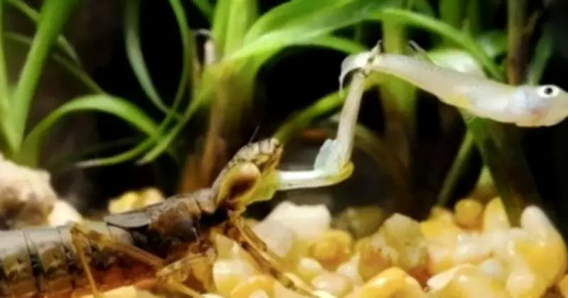 Ấu trùng chuồn chuồn: Kẻ săn muỗi siêu hạng bị con người biến thành món ăn