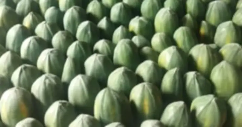 Đu Đủ - 'Vua Của Các Loài Quả': Bí Quyết Sức Khỏe Và Làm Đẹp Từ Loại Trái Cây Quen Thuộc