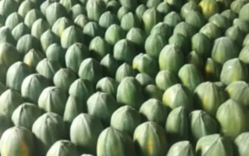 Đu Đủ - 'Vua Các Loài Quả' Với Giá Trị Dinh Dưỡng Vượt Trội Và Lợi Ích Sức Khỏe Đa Dạng