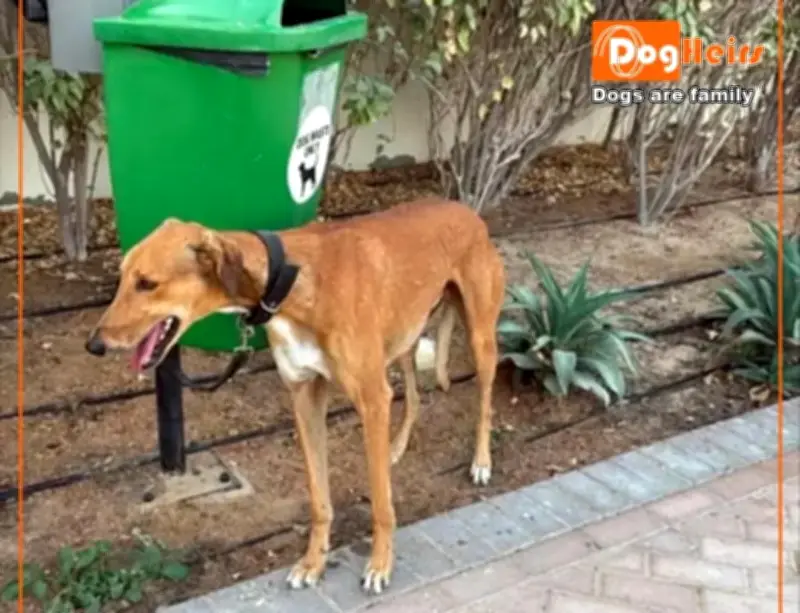 UAE: Nhiều thú cưng bị bỏ rơi khi chủ nuôi tìm cách rời đi vì chiến sự