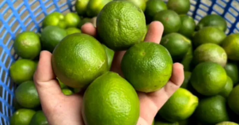 Uống nước chanh trị gout, thanh niên trẻ phải nhập viện cấp cứu sau 3 tuần