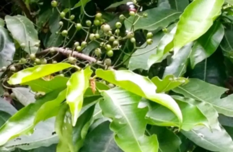 Uống Nước Lá Vối Mỗi Ngày: Lợi Ích Và Lưu Ý Cho Sức Khỏe