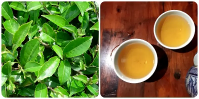 Uống nước trà xanh tươi hàng ngày: Lợi ích sức khỏe và lưu ý quan trọng