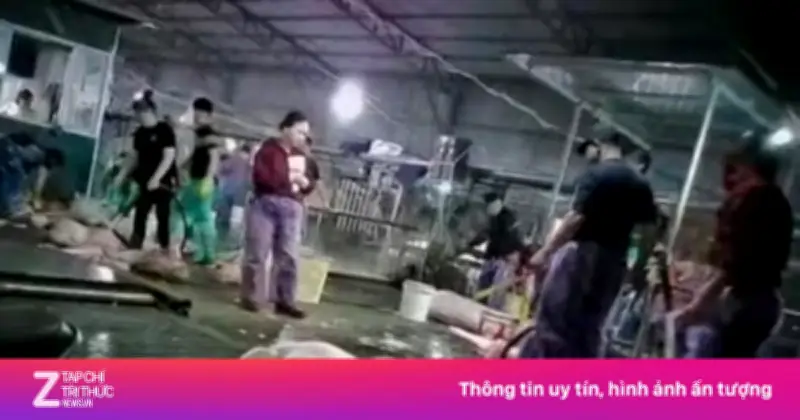 Vụ 300 tấn lợn bệnh: Hệ thống kiểm dịch tê liệt từ bên trong, đe dọa an toàn thực phẩm