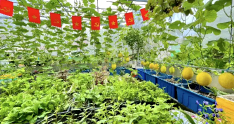 Vợ chồng Đà Nẵng biến sân thượng thành khu vườn 60m2, tự cung cấp rau trái quanh năm