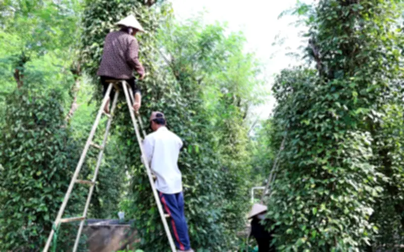 Vụ Hồ Tiêu Đồng Nai 2026: Năng Suất Tăng, Giá Ổn Định Mang Lại Niềm Vui Cho Nông Dân