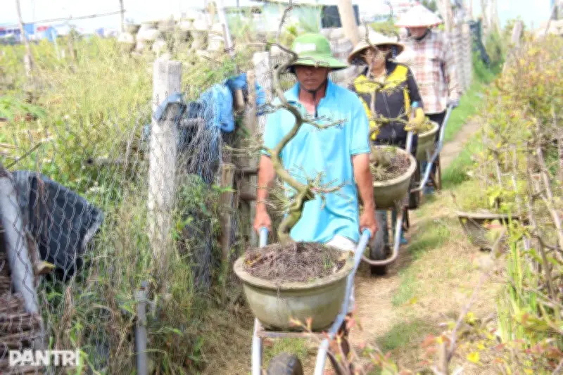 Vụ hỏa hoạn Tết rơi nước mắt ở làng mai Bắc Tỵ: Hàng trăm cây mai bị thiêu rụi