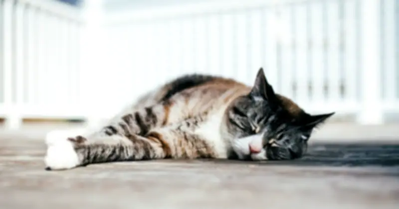 Vì sao mèo thường ngủ nghiêng bên trái: Bí mật khoa học đằng sau thói quen quen thuộc