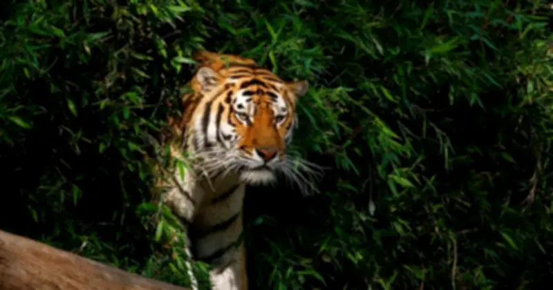 Vì sao động vật có vú hiếm khi sặc sỡ như chim cá và bò sát?