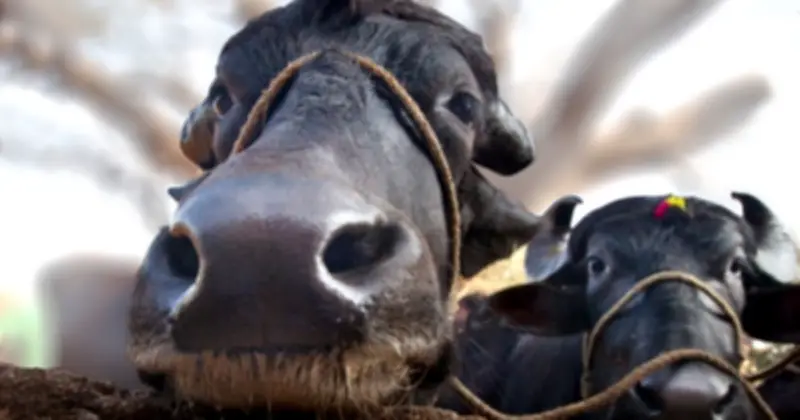 Vì sao trâu và bò không thể lai tạo dù ngoại hình giống nhau?