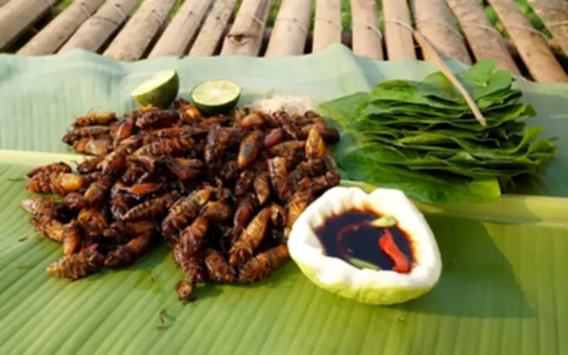 Ve Sầu Tây Bắc: Từ Tiếng Kêu Râm Ran Đến Đặc Sản Giòn Tan Trên Mâm Cơm