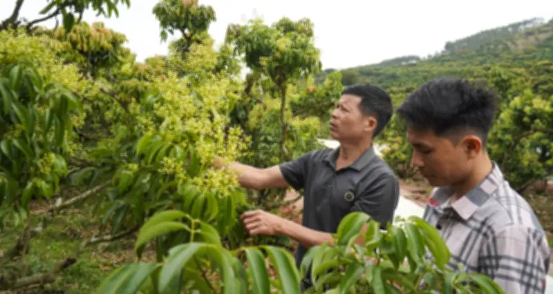 Vải Thiều Bắc Ninh Đối Mặt Nguy Cơ Sản Lượng Giảm 50% Do Thời Tiết Bất Lợi