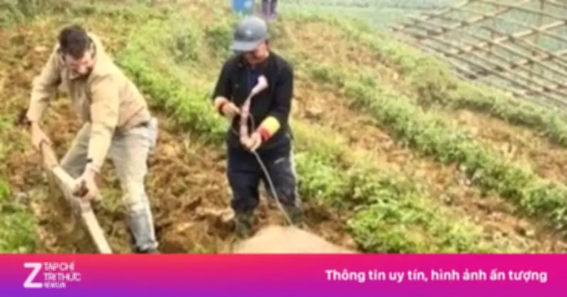 Video Clip Chàng Trai Cày Ruộng Trồng Rau Khiến Dân Mạng Bật Cười