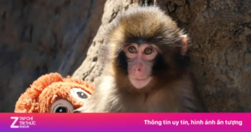 Video gây sốc: Gấu trúc đơn độc ôm gối bóng trong vườn thú Nhật Bản