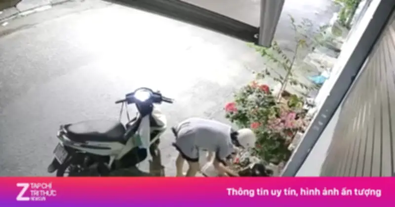 Video Thót Tim: Chủ Nhà Truy Đuổi Kẻ Trộm Mèo Ở Đồng Nai