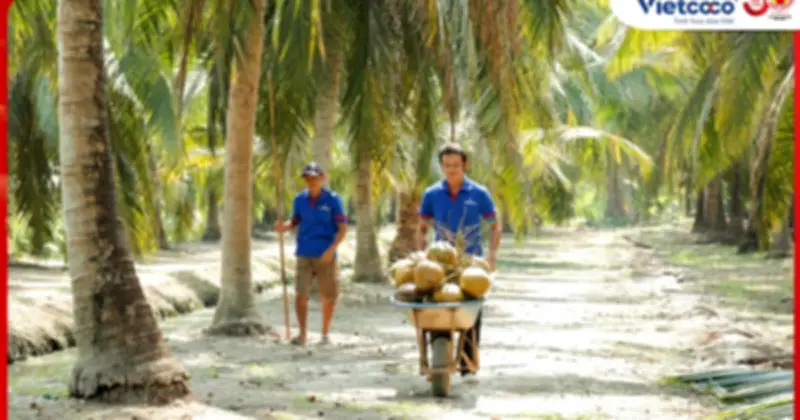 Vietcoco: Thương hiệu tiên phong đưa nông sản Việt vươn tầm quốc tế từ Bến Tre