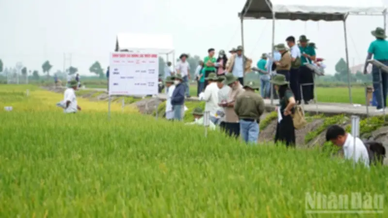 Viện Lúa ĐBSCL trình diễn 22 giống lúa mới, 4 giống được công nhận lưu hành