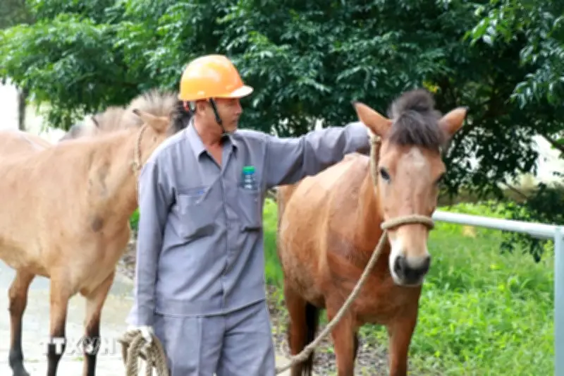 Việt Nam sẵn sàng trở thành cầu nối chuyển giao công nghệ chăn nuôi hiện đại
