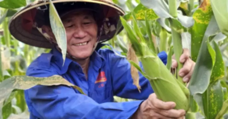 Vườn Bắp 'Mở' Giữa Sài Gòn: Niềm Vui Tuổi Già Và Trải Nghiệm Hái Tại Vườn