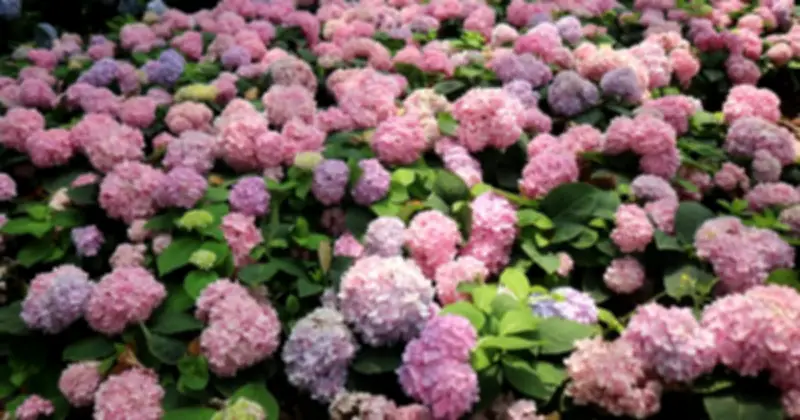 Vườn cẩm tú cầu rực rỡ giữa lòng TP.HCM trở thành điểm check-in mới của giới trẻ