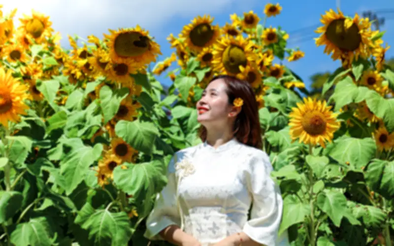 Vườn Hướng Dương Rực Rỡ Dưới Chân Núi Ngũ Hành Sơn Thu Hút Du Khách