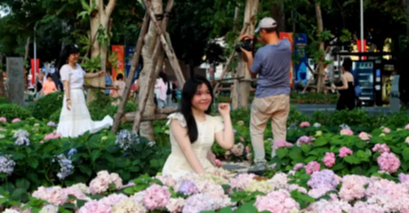 Vườn hoa cẩm tú cầu ở TP.HCM đẹp tựa Đà Lạt, thu hút giới trẻ check-in