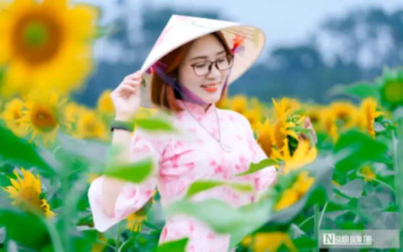 Vườn hoa hướng dương rực rỡ thu hút du khách tại quê hương Bác Hồ ở Nghệ An