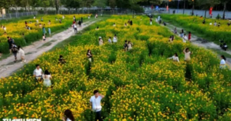 Vườn Hoa Sao Nhái Vàng Rực Rộ Đường Lê Duẩn Thu Hút Giới Trẻ Check-in