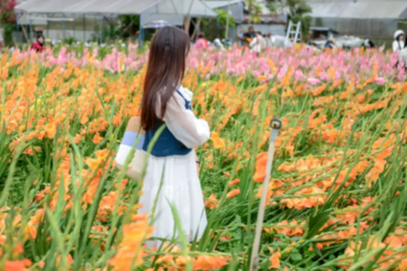 Vườn hoa Tết nở muộn, củ quay xê gỡ vốn bất ngờ của nông dân Đà Lạt