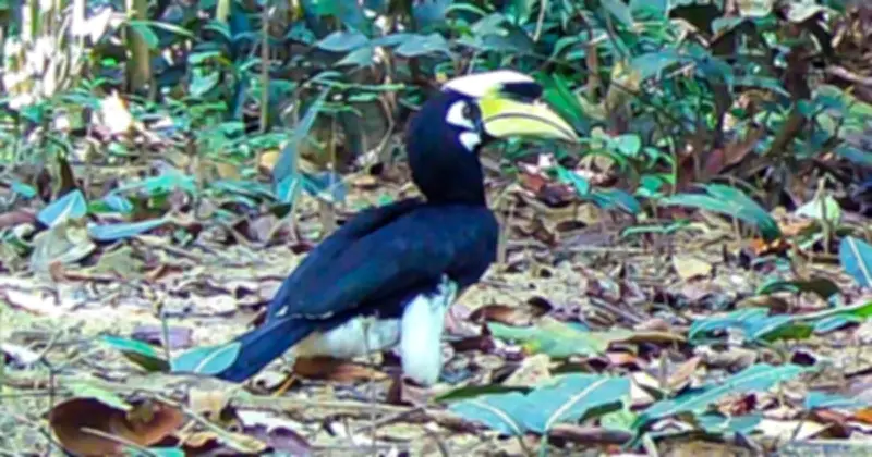 Vườn Quốc Gia Chư Mom Ray Ghi Nhận Hai Loài Quý Hiếm Rái Cá Và Chim Hồng Hoàng