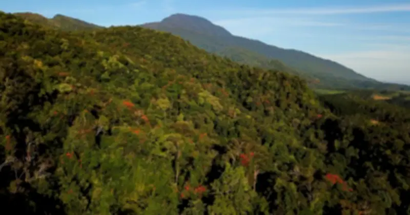 Vườn Quốc Gia Chư Mom Ray: Kho Tàng Sinh Học Và Hành Trình Cứu Hộ Linh Trưởng