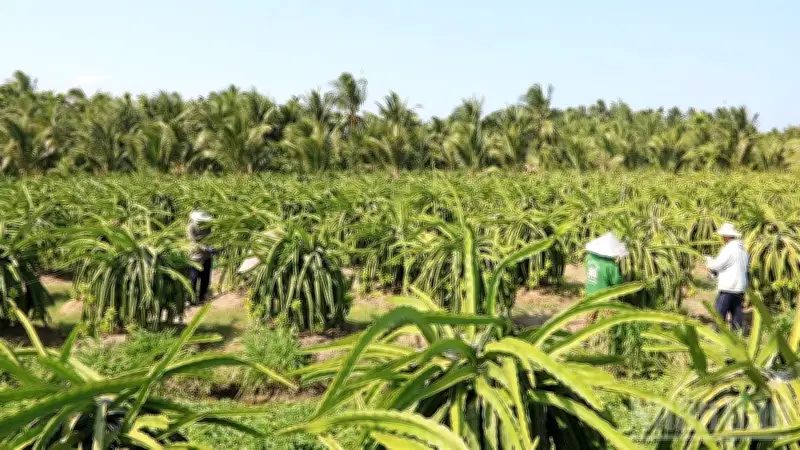 Vĩnh Long phát triển mạnh vùng chuyên canh thanh long ruột đỏ, hướng tới xuất khẩu châu Âu