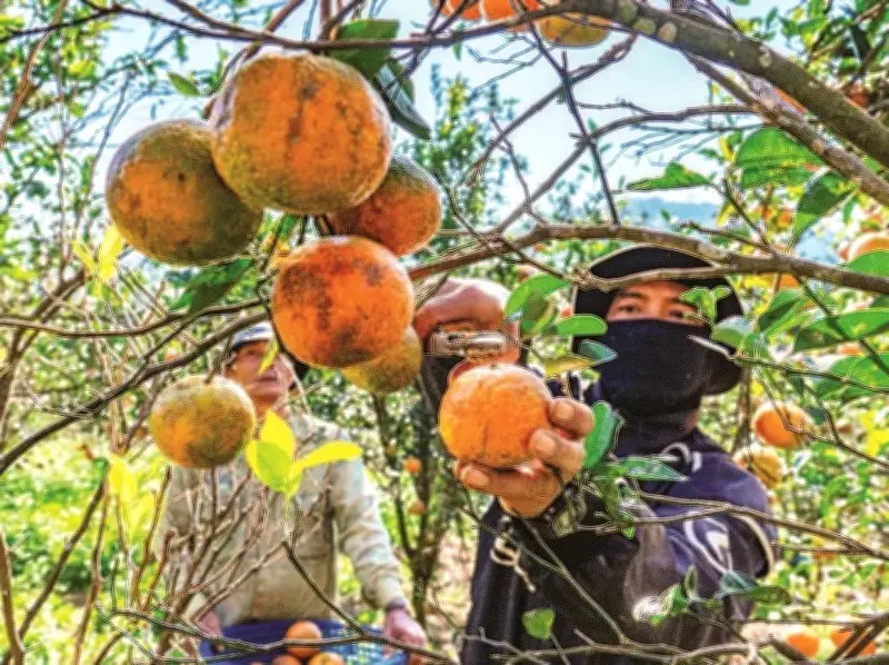 Vượt Đường Hiểm Lên Vườn Cam Hai Đông: Hành Trình Khám Phá Nông Trại Hữu Cơ Trên Cao