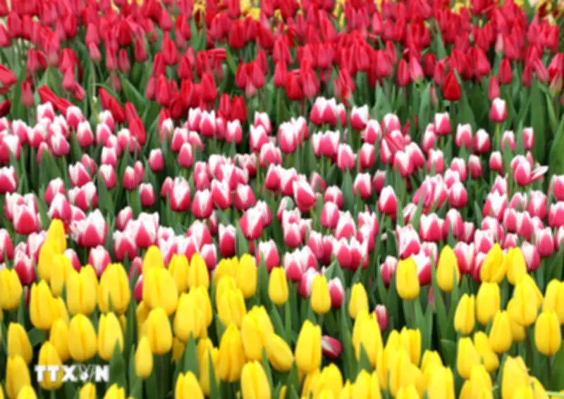 Washington D.C. Rực Rỡ Trong Ngày Hội Hoa Tulip Đầy Sắc Màu