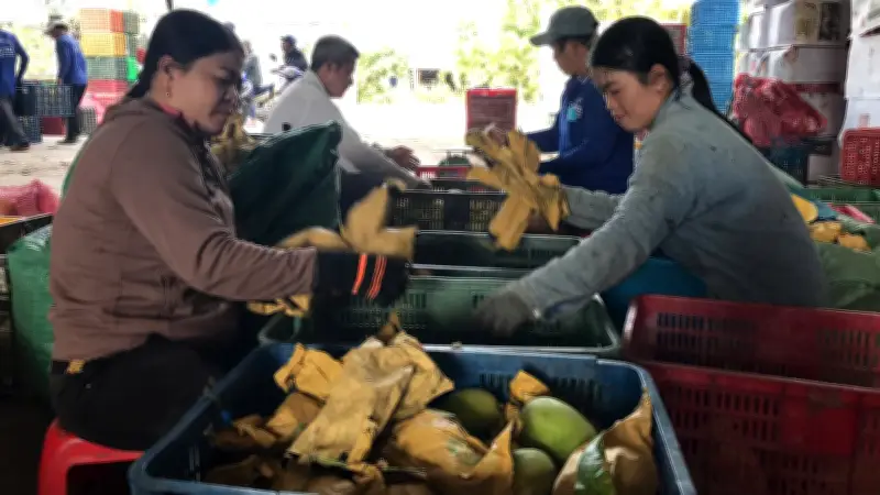 Xã Khánh Bình: Xoài Keo Trở Thành Thương Hiệu Nông Sản Chủ Lực, Xuất Khẩu Rộng Rãi