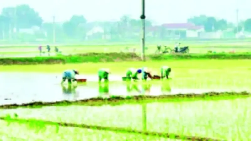 Xã Phú Nghĩa bứt phá sản xuất nông nghiệp với vụ xuân 2026 đầy triển vọng