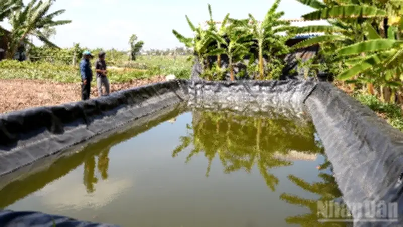 Xã Tân Phú Đông chủ động ứng phó hạn mặn, bảo vệ sản xuất và sinh hoạt