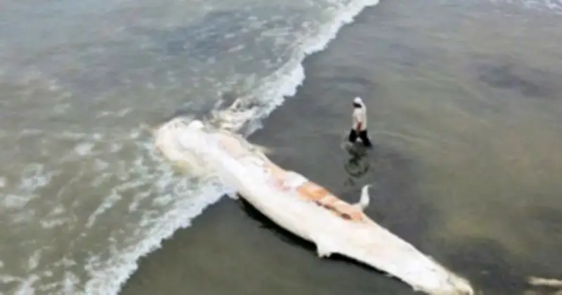 Xác cá voi khổng lồ dạt vào bờ biển Nghệ An, người dân chôn cất theo phong tục