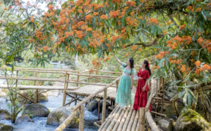 Xôn xang mùa hoa vô ưu nở rộ trong lòng Di sản Thiên nhiên Thế giới Phong Nha - Kẻ Bàng