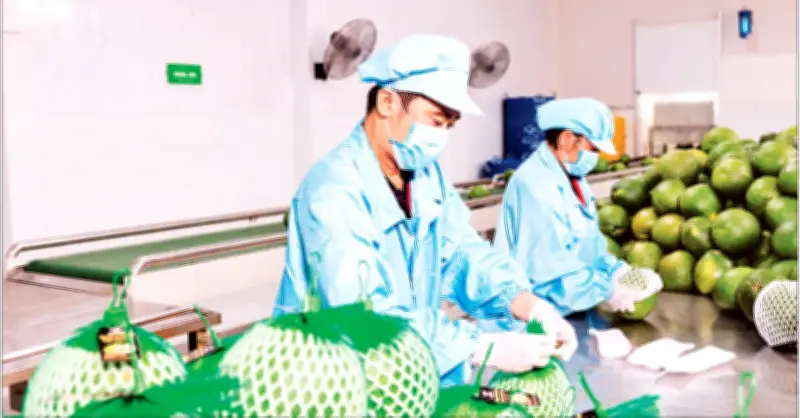 Xung đột Trung Đông gây rủi ro cao cho xuất khẩu nông sản Việt Nam