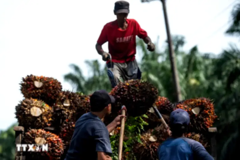 Xung Đột Trung Đông Đẩy Chi Phí Xuất Khẩu Dầu Cọ Indonesia Tăng 50%