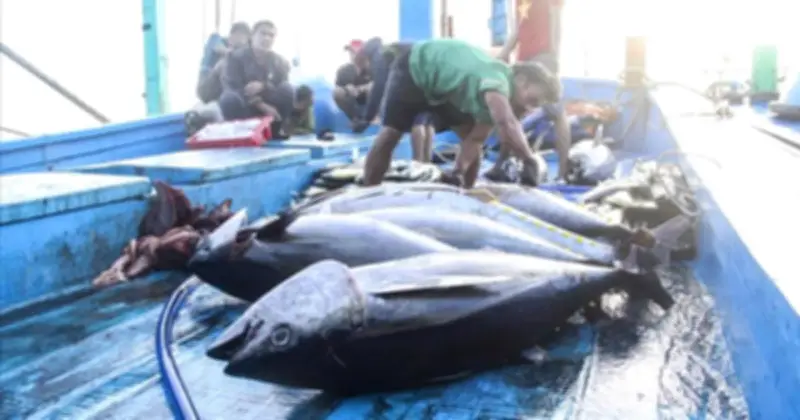 Xuất khẩu cá ngừ Việt Nam lao dốc vì rào cản Mỹ và chiến sự Trung Đông