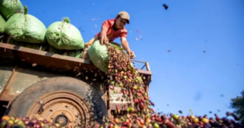 Xuất khẩu cà phê Việt Nam tháng 2/2026 chững lại do Tết, giá giảm mạnh