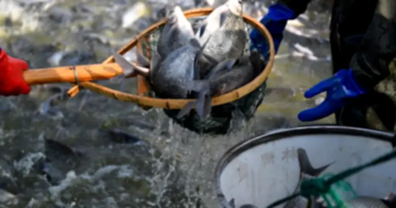 Xuất khẩu cá rô phi Việt Nam tăng 334% trong tháng 1/2026, Brazil vươn lên dẫn đầu