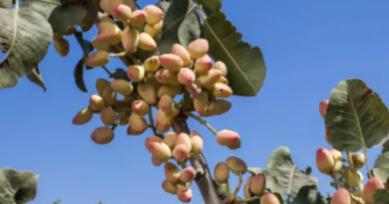 Xuất khẩu hạt dẻ cười Việt Nam tăng vọt 413,4% trong tháng 1/2026