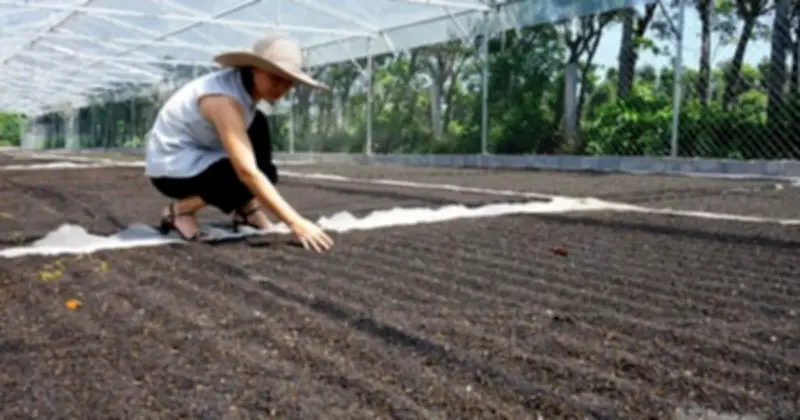 Xuất khẩu hạt tiêu Việt tăng mạnh đầu năm 2026, Mỹ vẫn là thị trường lớn nhất