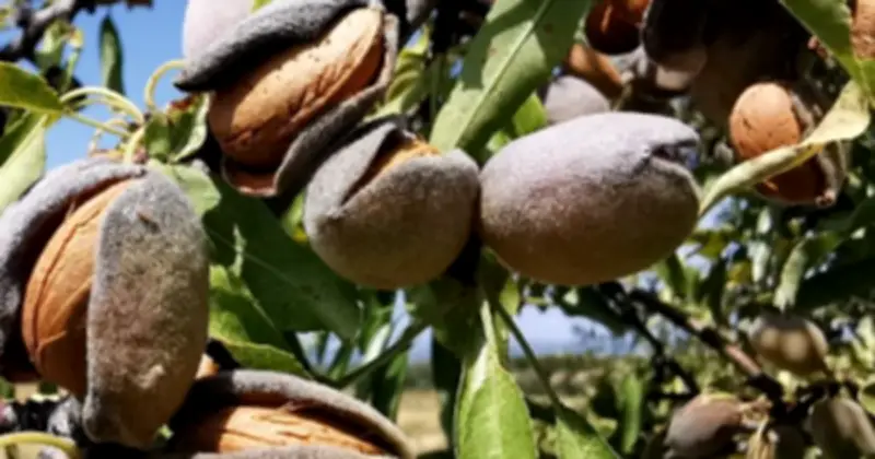 Xuất khẩu rau quả Việt Nam đạt kỷ lục 8,5 tỷ USD năm 2025, hạt dẻ cười và hạnh nhân bùng nổ