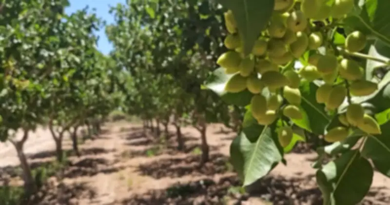 Xuất khẩu rau quả Việt Nam tăng mạnh, hạt dẻ cười vươn lên dẫn đầu