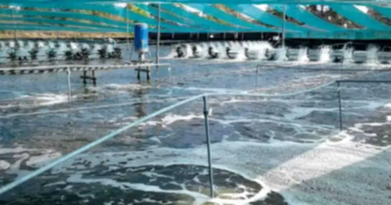 Xuất khẩu tôm Việt Nam lập kỷ lục 4,6 tỷ USD, thuế Mỹ giảm mạnh thúc đẩy tăng trưởng